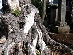 市川市柏井町2の旧跡 庚申塚(道祖神) 椎の木