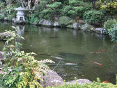 万葉植物園池の鯉